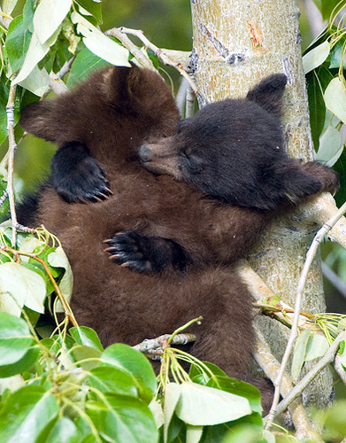 bearcubs