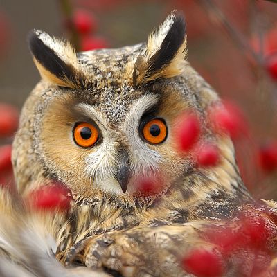 Owl glare