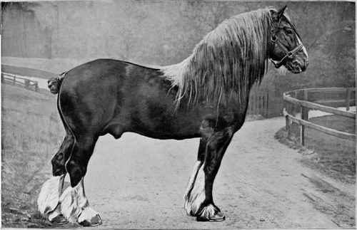 clydesdale-stallion-lord-stewart-by-castlereagh-10324